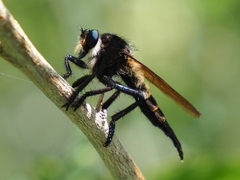 Promachus painteri