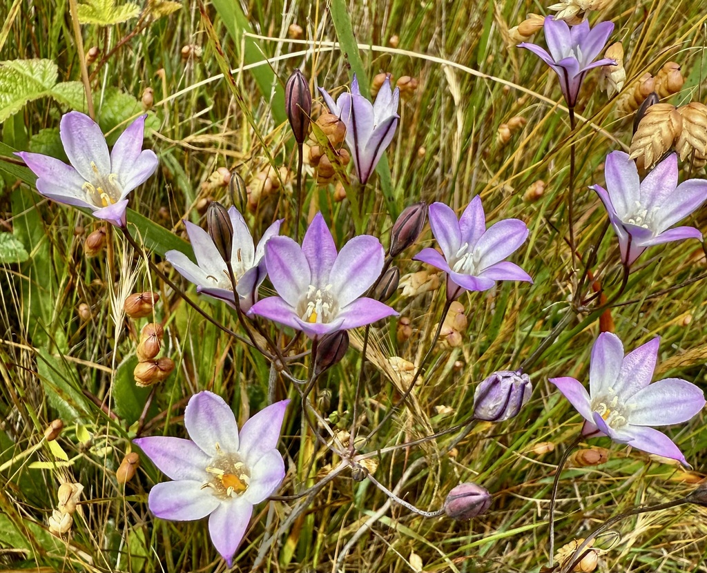 Triteleia peduncularis; photograph author not stated, no rights reserved