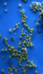 Wolffia brasiliensis