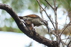 Ptiloris paradiseus