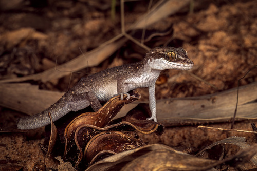 Vietanamese Leaf-toed Gecko, Dixonius vietnamensis