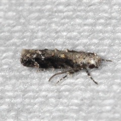 Coleotechnites florae