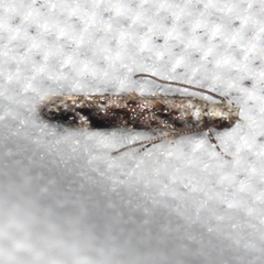 Coleotechnites florae