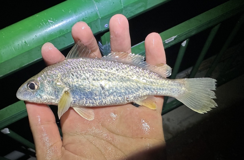 Trewavas Croaker