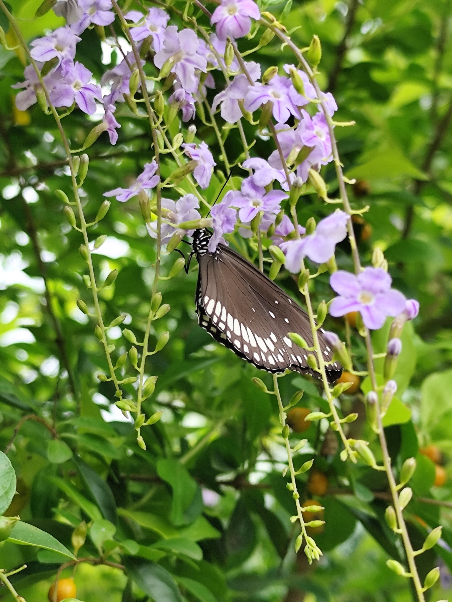 Common Crow