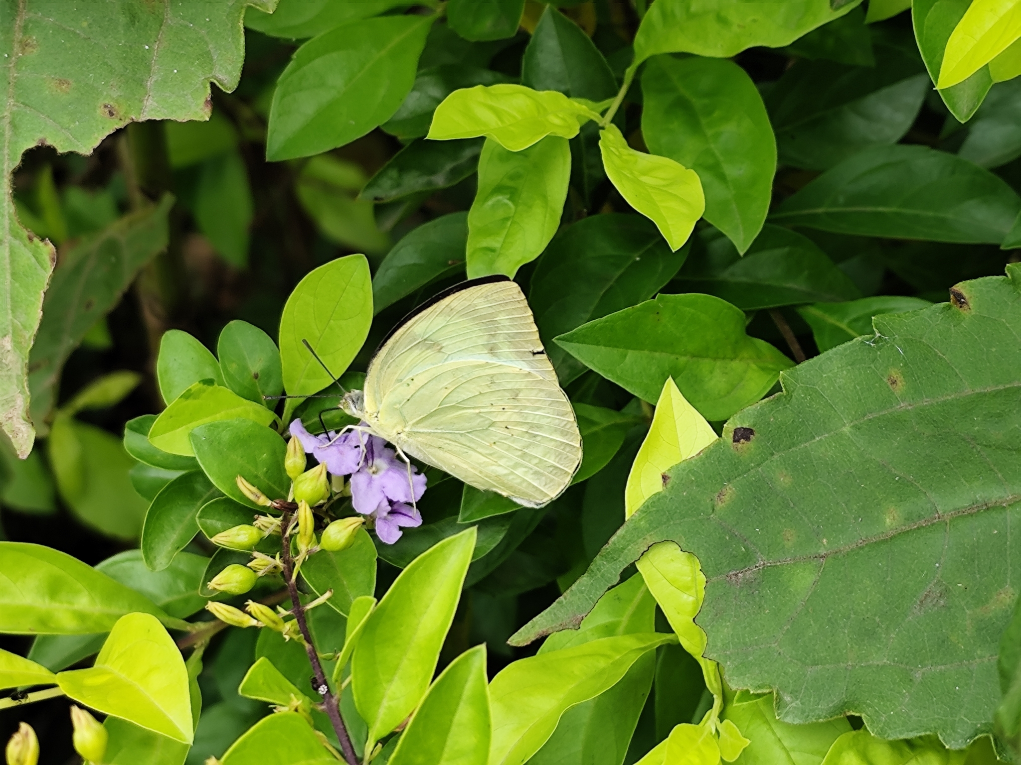 Lemon Emigrant