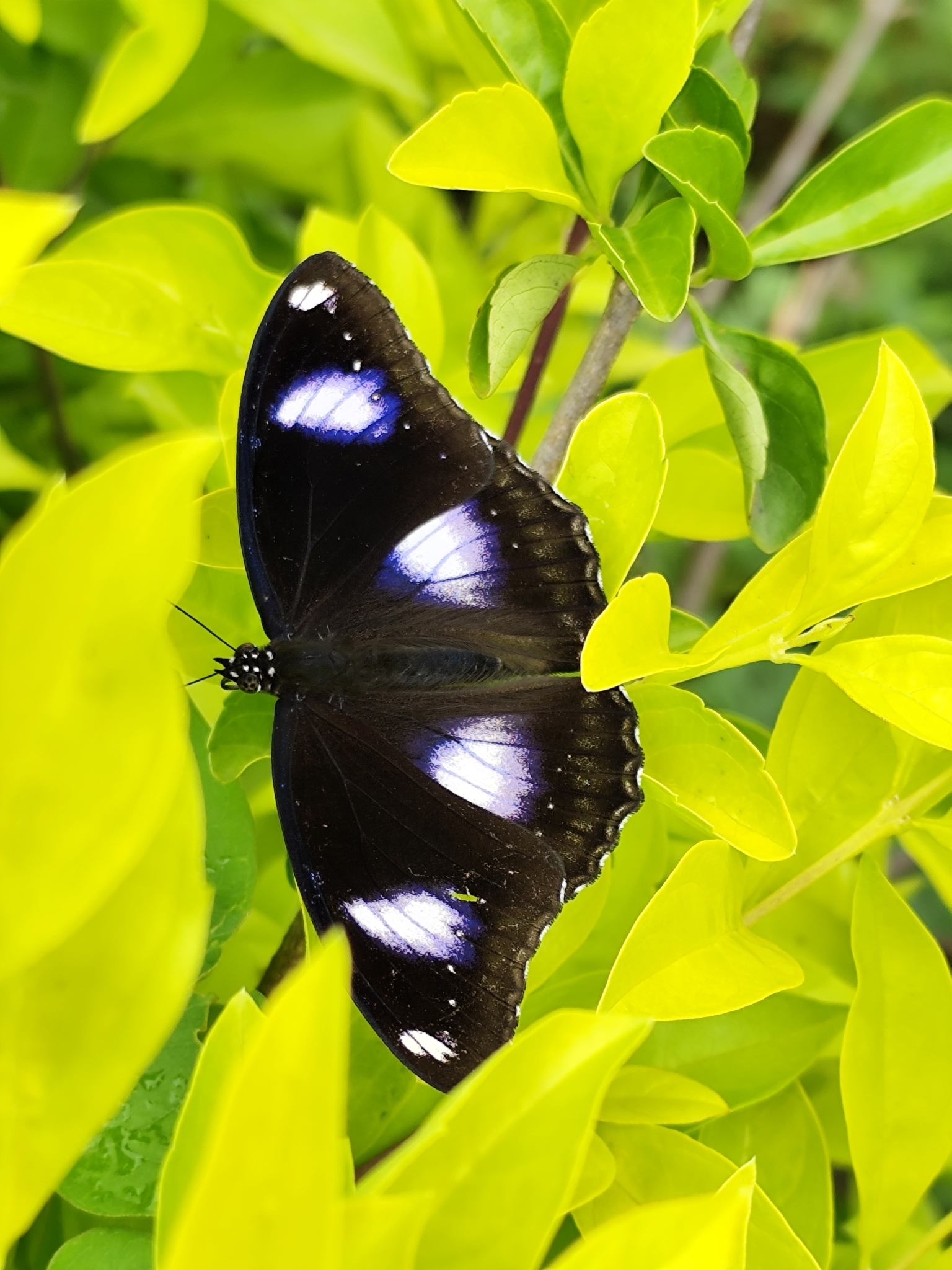 Great Eggfly