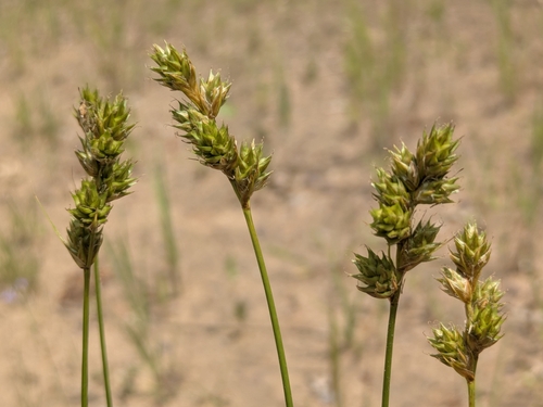 Carex adusta