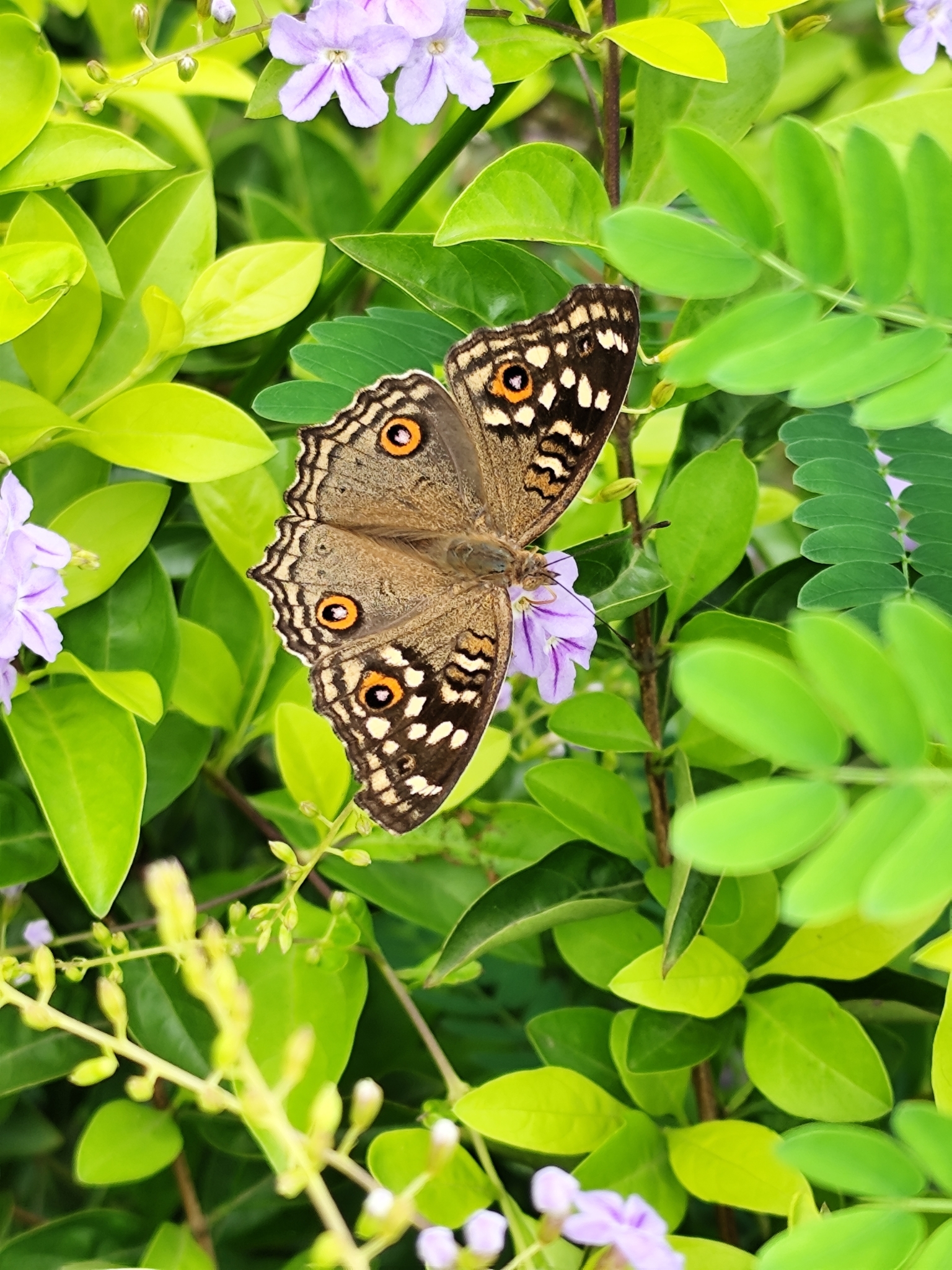 Lemon Pansy