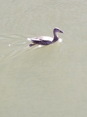 Anas platyrhynchos