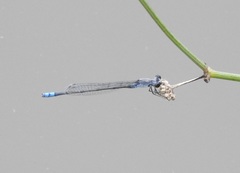 Paracercion calamorum