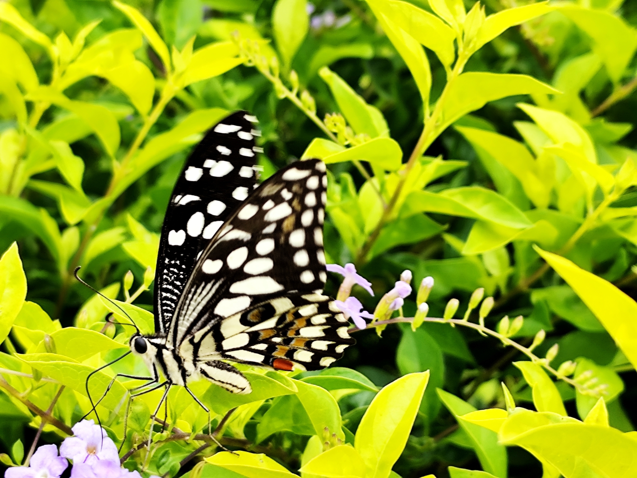 Lime Swallowtail