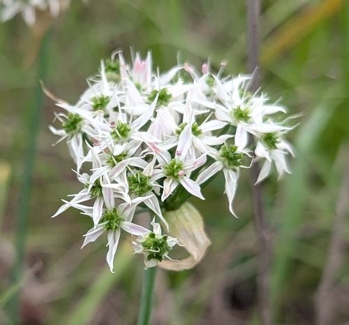 Striped garlic (Allium cuthbertii)