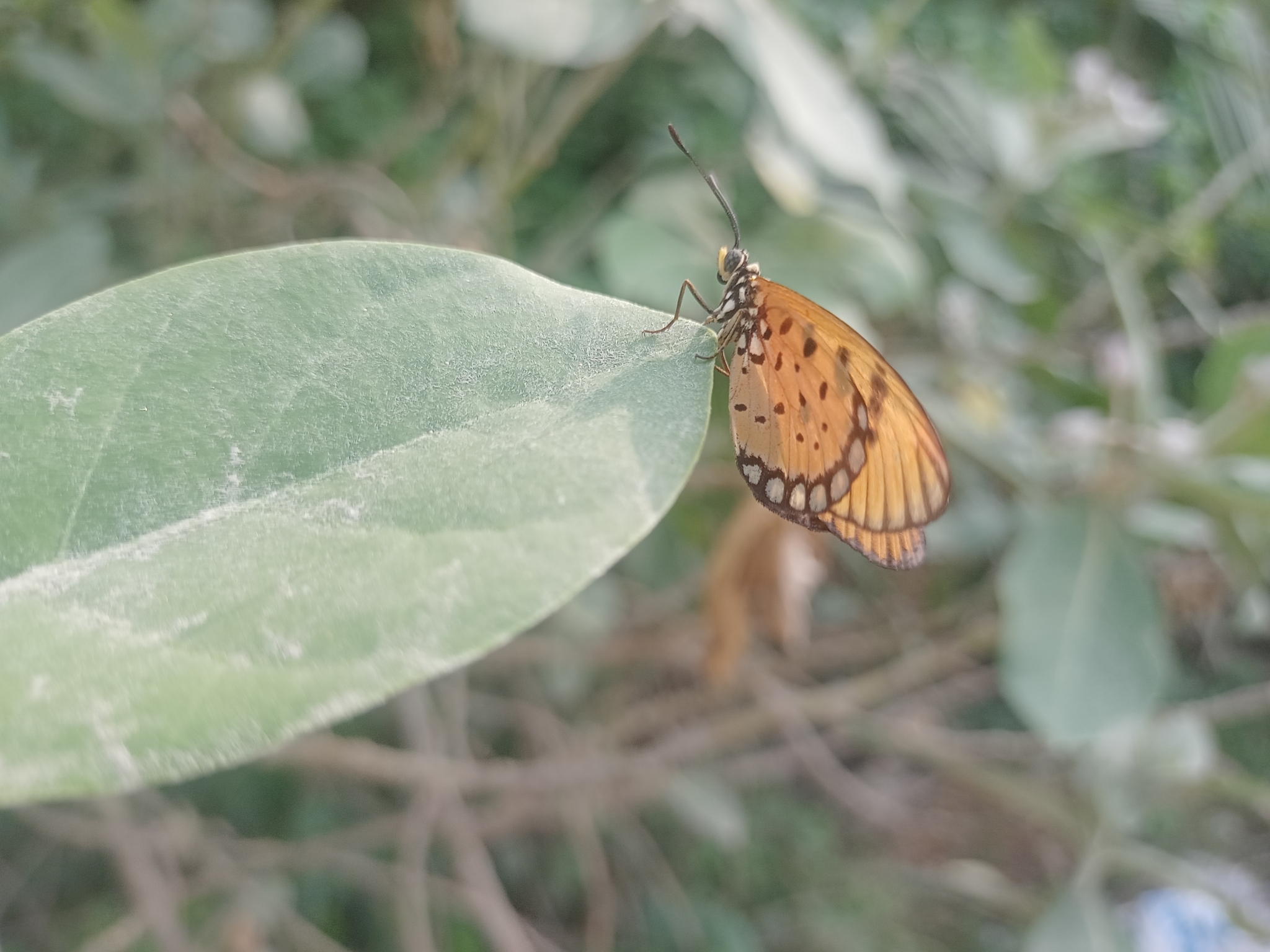 Tawny Coster