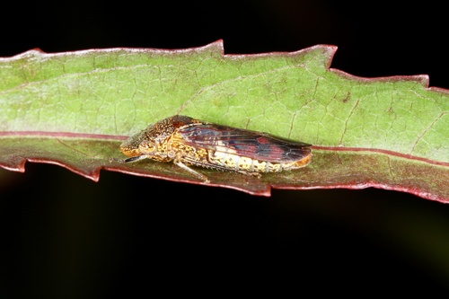Glassy-winged sharpshooter