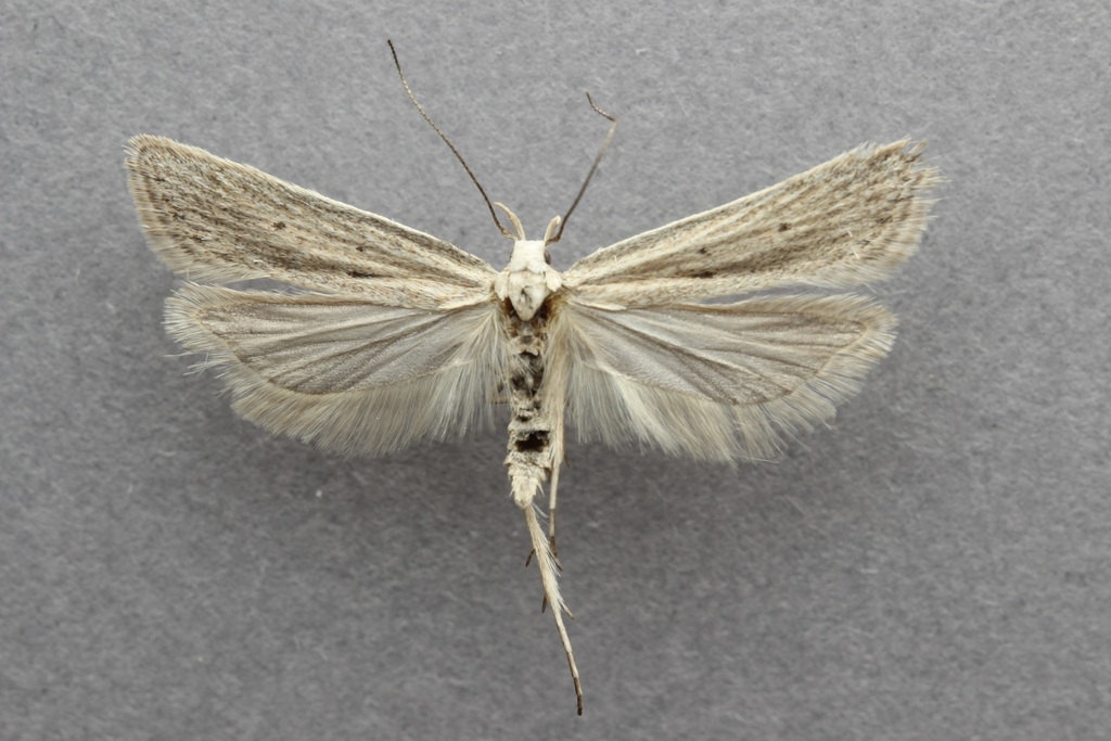 Fernald's Helcystogramma Moth