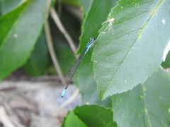 Acanthagrion quadratum