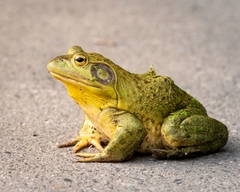 American Bullfrog photo 1