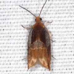 Ancylis apicana