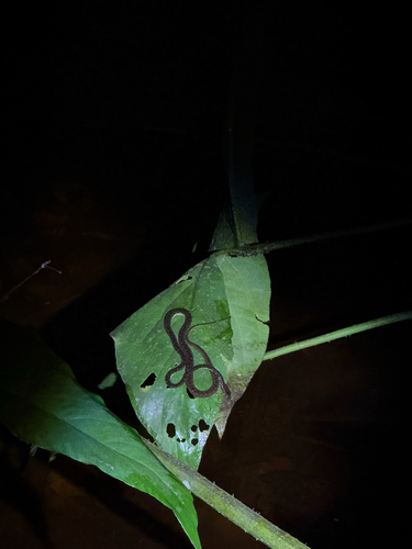 Psammodynastes pictus