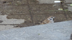 Passer montanus