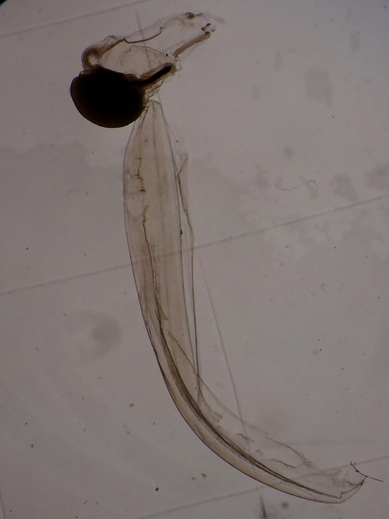 Oikopleura rufescens