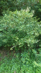 Cinnamomum reticulatum