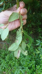 Cinnamomum reticulatum