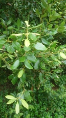 Cinnamomum reticulatum