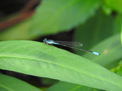 Acanthagrion quadratum