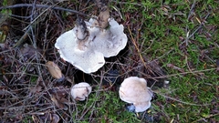 Phellodon violascens