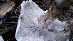 Phellodon violascens
