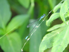 Acanthagrion quadratum