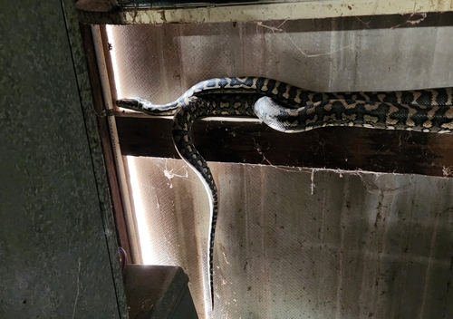 Coastal Carpet Python sighting