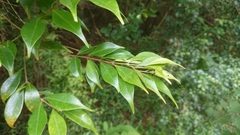 Syzygium acuminatissimum