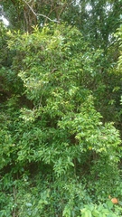 Syzygium acuminatissimum