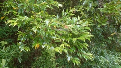 Syzygium acuminatissimum