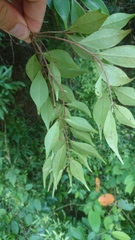 Syzygium acuminatissimum