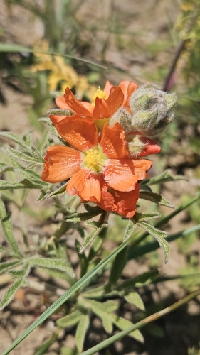 iNaturalist observation 2025-06-09