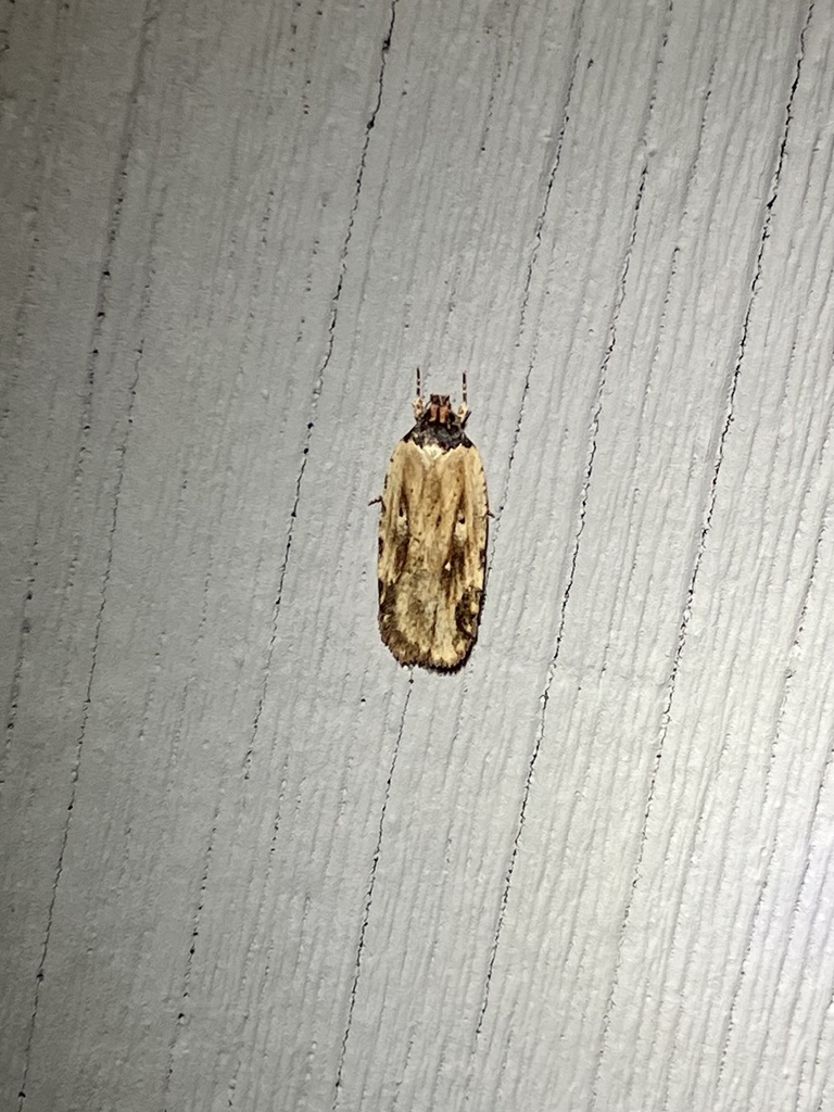 Beggartick Leaffolder Moth