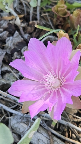 iNaturalist observation 2025-06-09