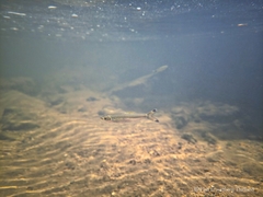 Greater Scissortail photo 1