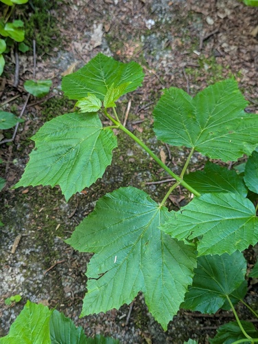 Viburnum orientale