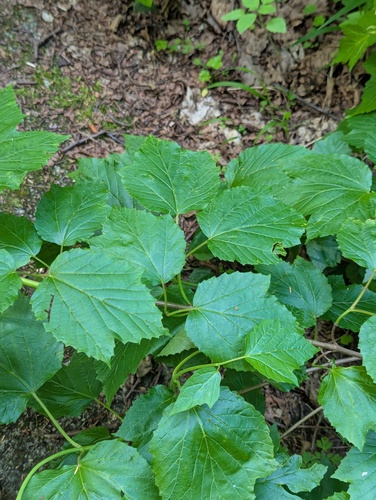 Viburnum orientale, photograph 2
