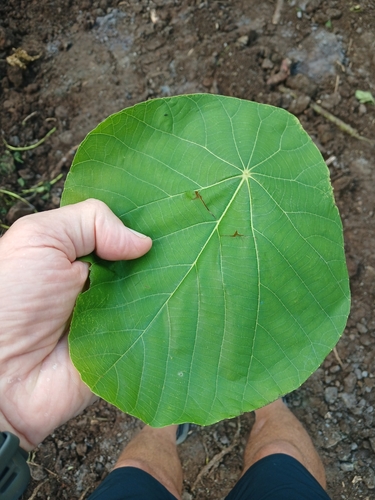 Macaranga harveyana observed 2025-06-11