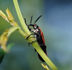 Rhinotia venusta