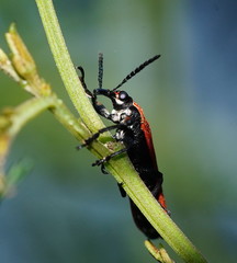 Rhinotia venusta