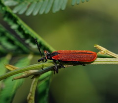 Rhinotia venusta