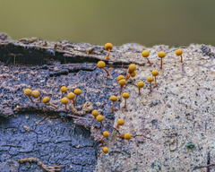 Physarum auriscalpium