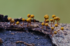 Physarum auriscalpium